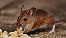 24 Hour & Emergency Exterminators in Fort Anderson Pinn Hill, VA